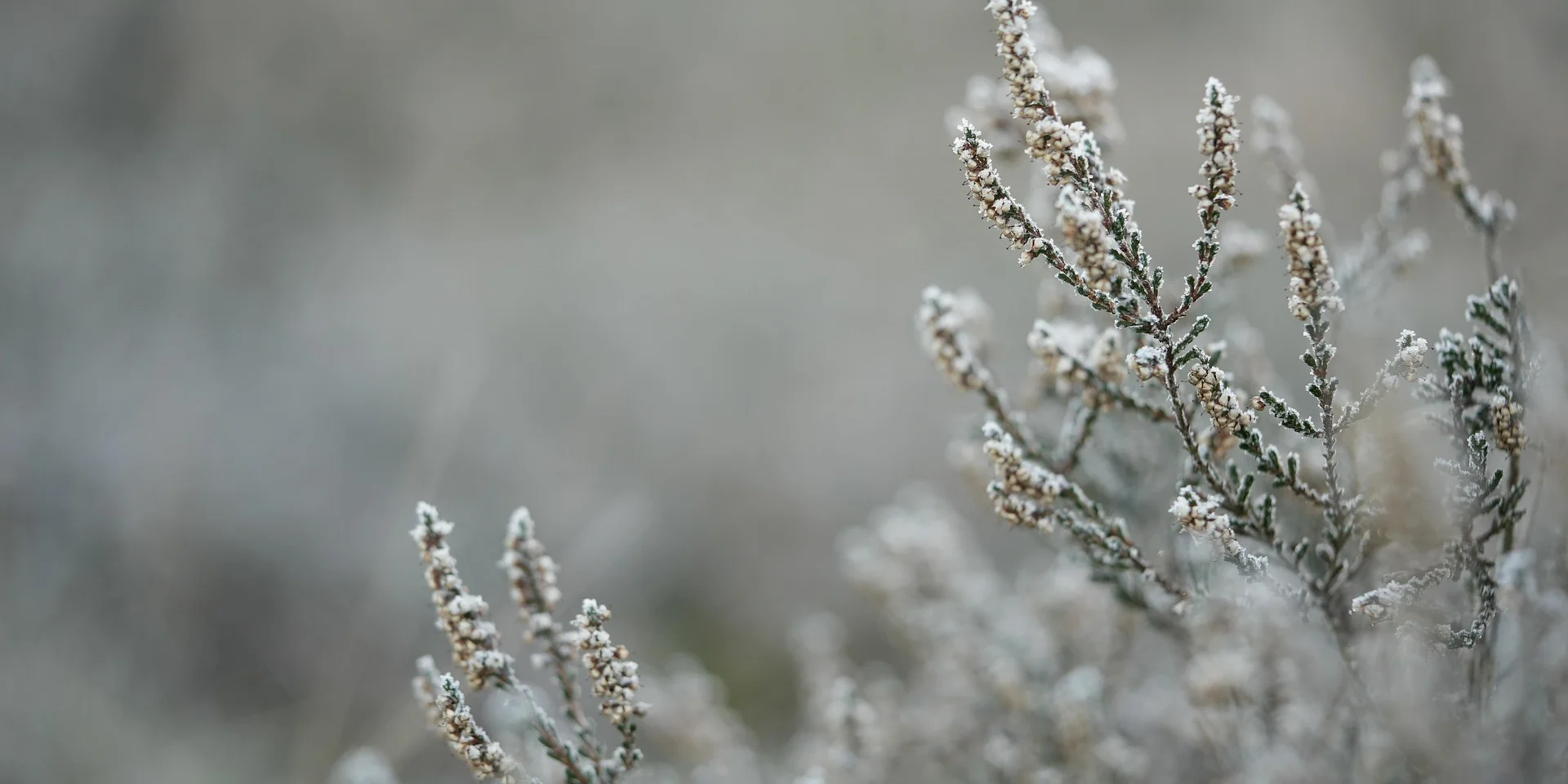 Branche @mariya Muschard Pixabay