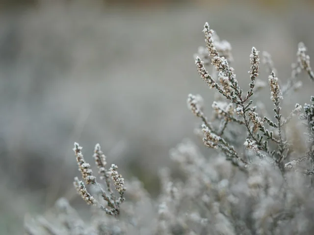 Branche @mariya Muschard Pixabay