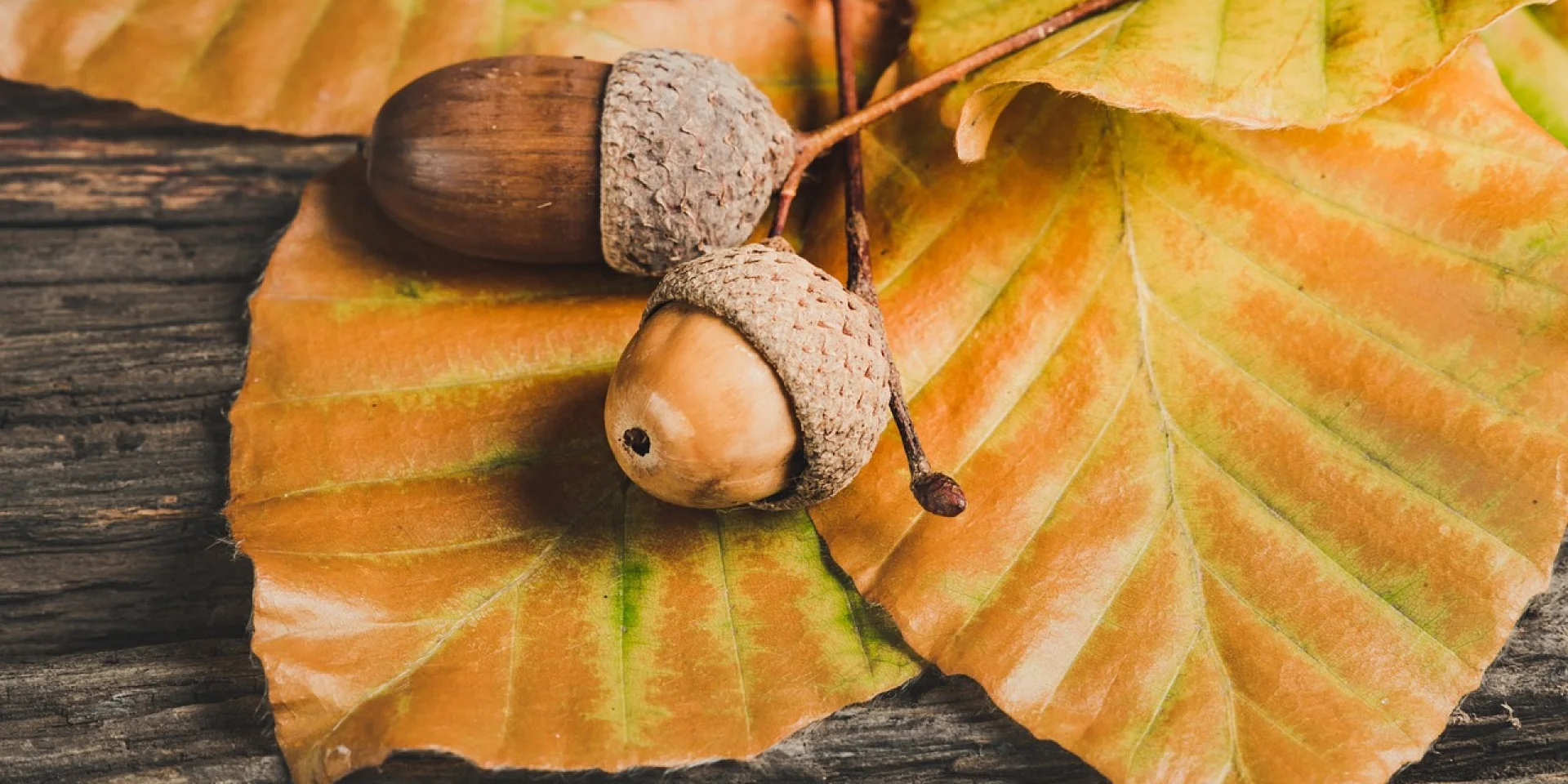 Autumn@image Por Ylanite Koppens De Pixabay