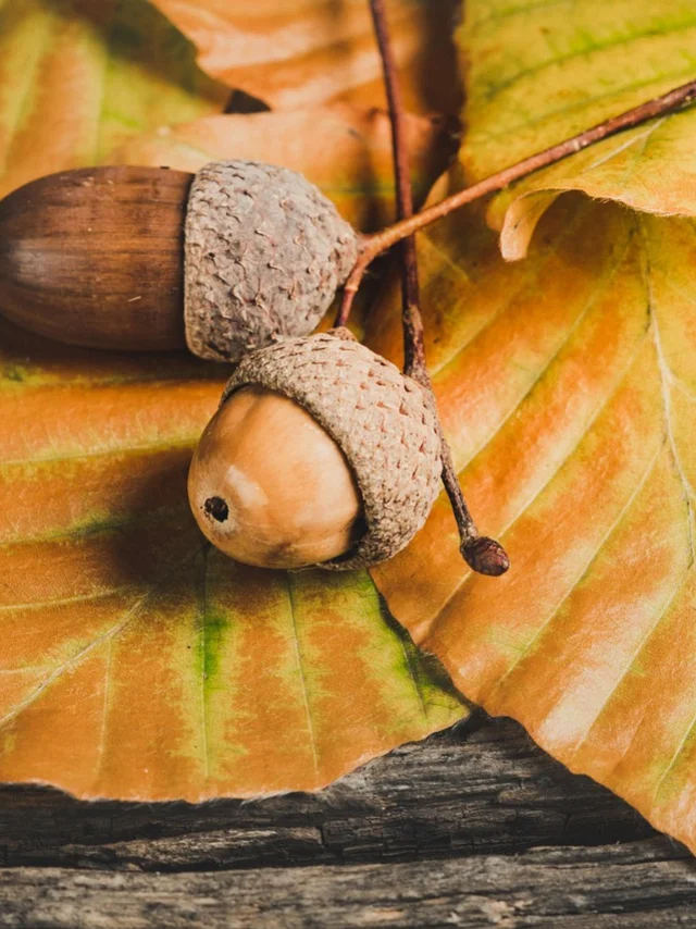 Autumn@image Por Ylanite Koppens De Pixabay